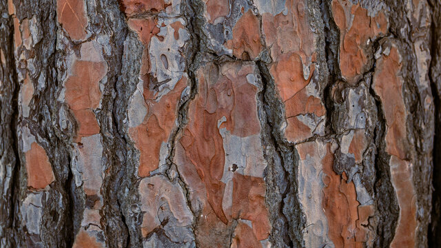 Stone pine tree trunk. The brown bark of old tree as natural texture background