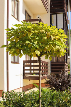 Catalpa bignonioides Aurea with  yellow crown or leaves and different bushes on the street with blurred sunny or autumn background. Vertical photo, close-up.