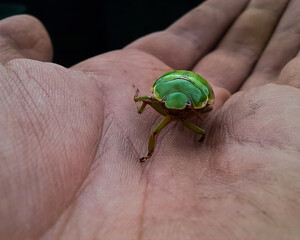 Obraz premium Green bug on a hand 