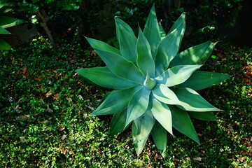 Agave Attenuata or Foxtail Agave with silvery pale green leaves, succulent plant