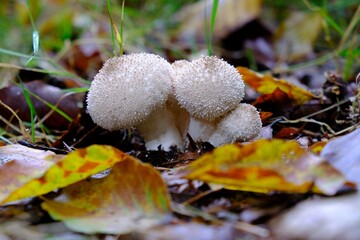 Close up of group of young puffballs Lycoperdon perlatum in forest. Young fruiting bodies are edible and very tasty.