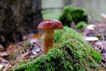 Wet from the rain, growing in forest, brown Imleria badia, commonly known as the bay bolete - edible, very tasty mushroom.
