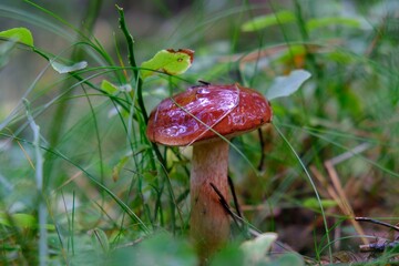Wet from the rain, growing in grass, brown Imleria badia, commonly known as the bay bolete - edible, very tasty mushroom.