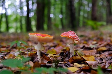 Close up of two mushrooms Amanita muscaria (red toadstool, fly agaric, fly amanita) growing in forest. It is poisonous mushroom. And is noted for its hallucinogenic properties.