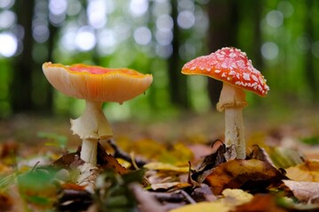Close up of two mushrooms Amanita muscaria (red toadstool, fly agaric, fly amanita) growing in forest. It is poisonous mushroom. And is noted for its hallucinogenic properties.