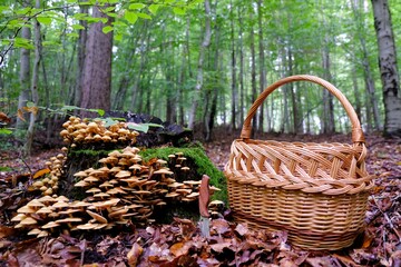 Large group of Kuehneromyces mutabilis (synonym: Pholiota mutabilis), commonly known as the sheathed woodtuft, is an edible mushroom. A wicker basket for mushrooms and a pocket knife in the ground.