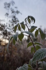 One frosty autumn morning in Kokkola, Finland