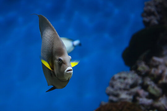 French angelfish (Pomacanthus paru). Fish under water. Blur.