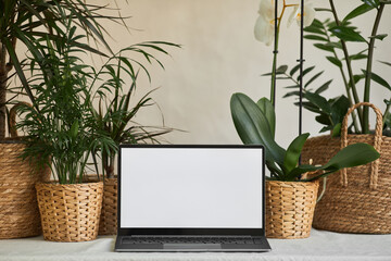 Background image of opened laptop with blank white screen on desl decorated with green plants in...