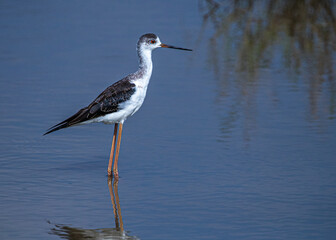 Obraz premium A black winged Stilt in lake in search of food