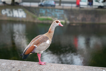 Egyptian goose in city standing on side of canal in Rotterdam