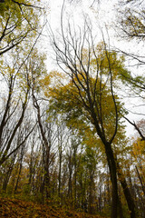 Deep ravine in the autumn forest with trees without leaves on the sides.