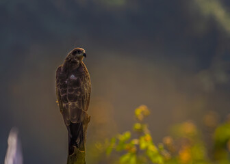 Black kite perching on a branch