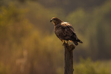 Black Kite in a golden Light