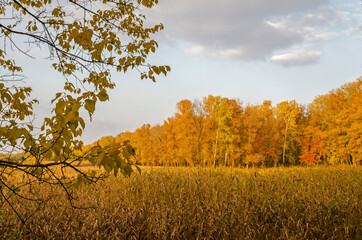  Golden charming autumn, bright colors of October. A field overgrown with reeds, a forest and a clearing. A tree branch in the foreground.