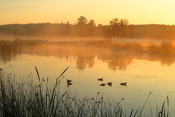 Obraz na płótnie Canvas Sunrise an early morning next to a pond or small lake. Ducks swimming in the water. Misty weather outside. Vallentuna, Stockholm, Sweden, Scandinavia, Europe.
