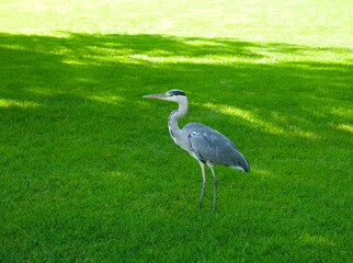 Obraz na płótnie Canvas a gray heron stands on a green lawn and looks to the side in the park of Stuttgart, Germany