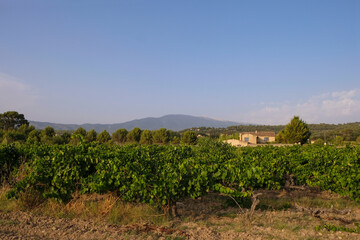 Fototapeta na wymiar Vineyard on a background of Mont Ventoux mountain in the evening golden hour in Provence. Copy space.