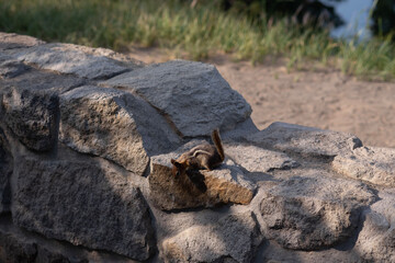 chipmunk on the rock