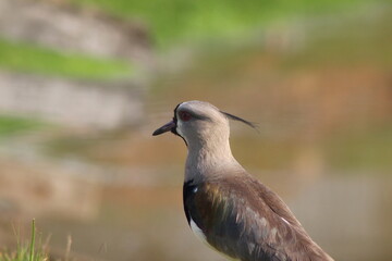 black headed gull