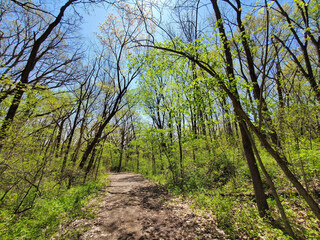 Path with trees in the forest