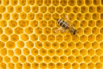 Fotobehang Production of honey in domestic bee apiary. Bee working in hive. Close-up macro footage. © kohanova1991