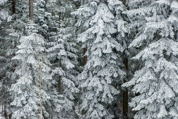 Fototapeta premium Background image of the firs covered with snow in forest