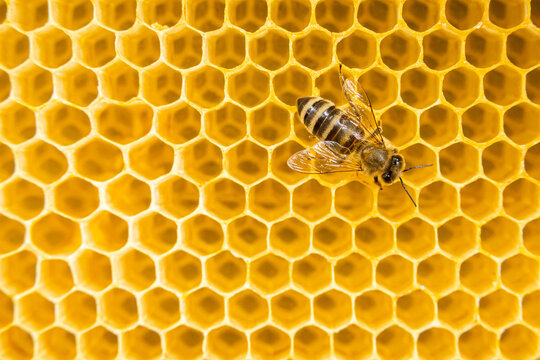 Production of honey in domestic bee apiary. Bee working in hive. Close-up macro footage.