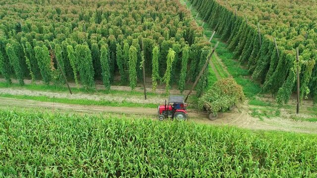 Hops field aerial view. Huge hops plantation during harvesting. Tractor full of hops. Traditional beer production with ecological hop flowers. Flying over a plantation full of lush green hops plants.