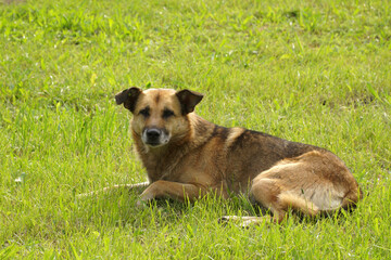 A lonely stray dog is lying on the grass and basking in the sun.