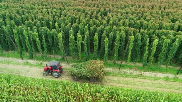 Hops field aerial view. Huge hops plantation during harvesting. Tractor full of hops. Traditional beer production with ecological hop flowers. Flying over a plantation full of lush green hops plants.