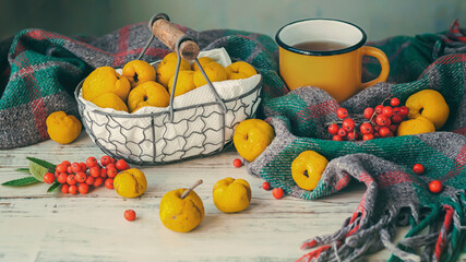 Quince fruits and ash berry in a vintage basket and a cup of tea on the background of a woolen...