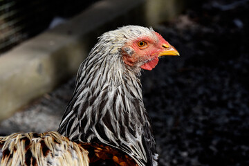 Henne, Huhn