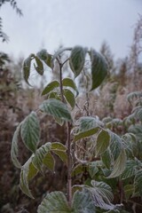 One cold, frosty autumn morning in Kokkola, Finland