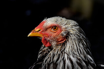 Henne, Huhn