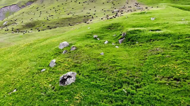 Above view of ewe herd pasturing on nature environment with green grass on meadow field, bird's eye of mammal lamb grazing in stunning National Park during spring time
