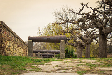 Low perspective view of showcase of ancient, rusty cannons on Kalemegdan fortress in Belgrade and scenic, curvy trees
