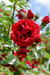 Red Rose flower in Petrvovac na Moru, Montenegro, Adriatic sea
