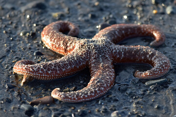 A starfish rests on the beach in Homer, Alaska, as the tide recedes.