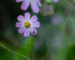 Obraz premium A light pink cosmos flower close-up on a blurred green background.