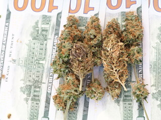 cannabis business concept money american dollars and medical marijuana
