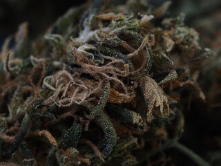 cannabis business concept money american dollars and medical marijuana