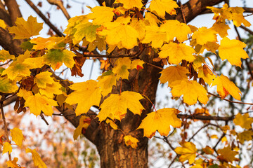  Golden foliage on the trees close up. Golden autumn concept. Autumn background