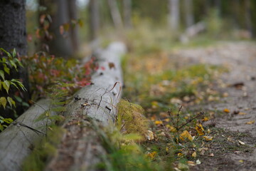 Gorgeous autumn panorama of a forest