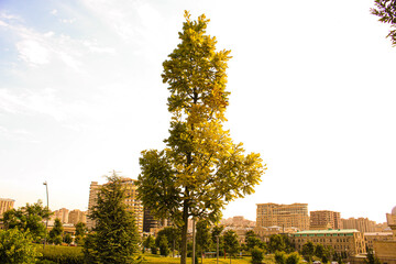 Looking Up Blue Modern Office Building