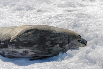 Leopard seal on beach with snow in Antarctica