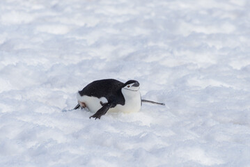 Chinstrap penguin creeping on snow