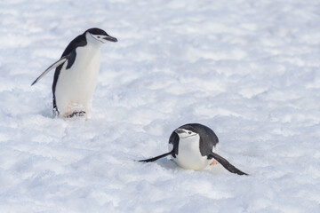 Chinstrap penguin creeping on snow