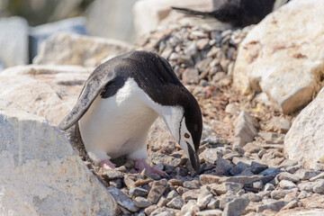 Chinstrap penguin on the beach in Antarctica