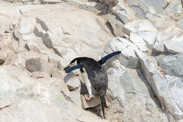 Chinstrap penguin climbing on rock in Antarctica